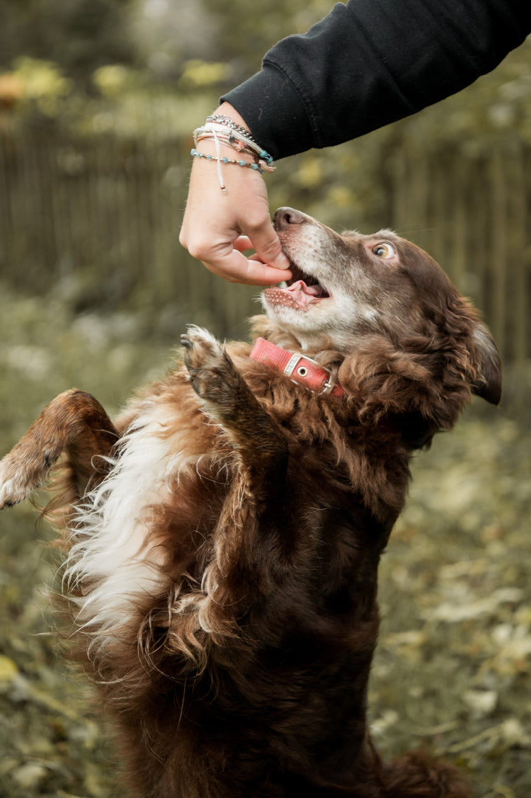 Beste Hundeleckerlie 100 % Fleisch