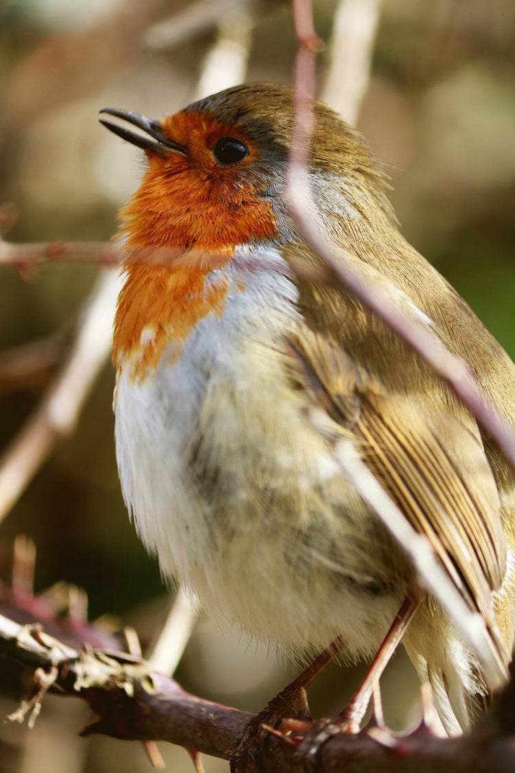 Wildvogelfutter von RedLine