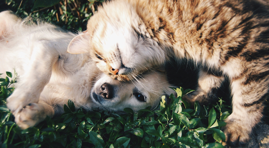 Beste Hunde und Katzenfutter