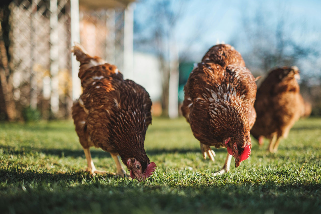 Alles vom Hund bis zum Huhn bei uns